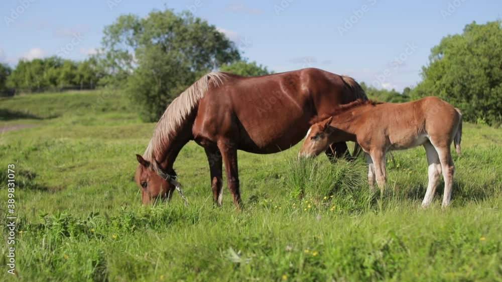 Adult Brown Horse And Foal Young Horse Grazing On Green Meadow Adult Brown Horse And Foal Young Horse Grazing On Green Meadow