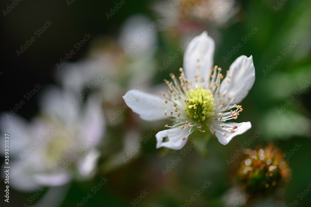 Fleur de framboisier