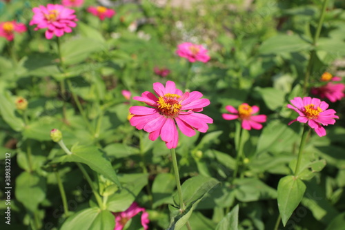 Pink zinnia flowers bloom beautifully with green leaves in the garden in the morning.