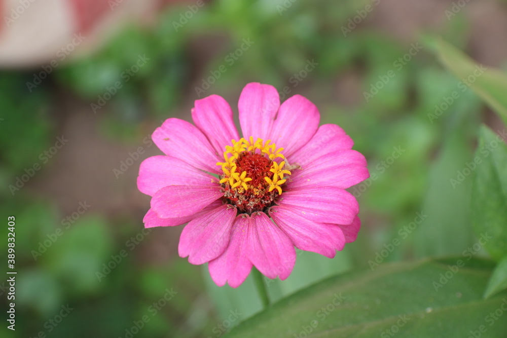 Pink zinnia flowers bloom beautifully with green leaves in the garden in the morning. Pink zinnia flowers bloom beautifully with green leaves in the garden in the morning.