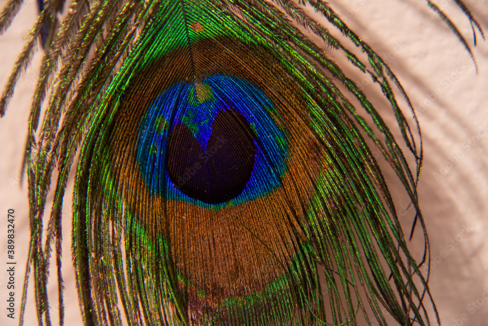 Fototapeta premium Macro Peacock Feather