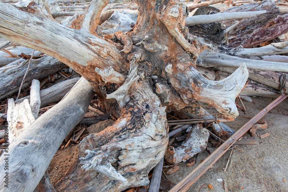 Trunks and branches on the seashore. Trunks and branches on the seashore.