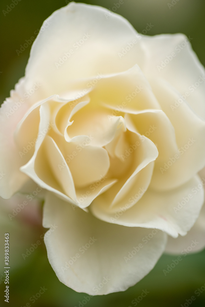 white rose close up white rose close up