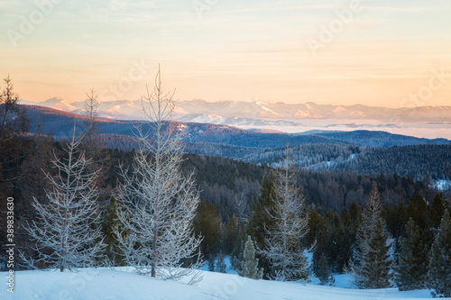 Winter sunrise in Altai, in the foreground trees in hoarfrost