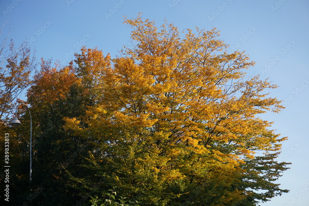 Fototapeta premium Herbstlaub