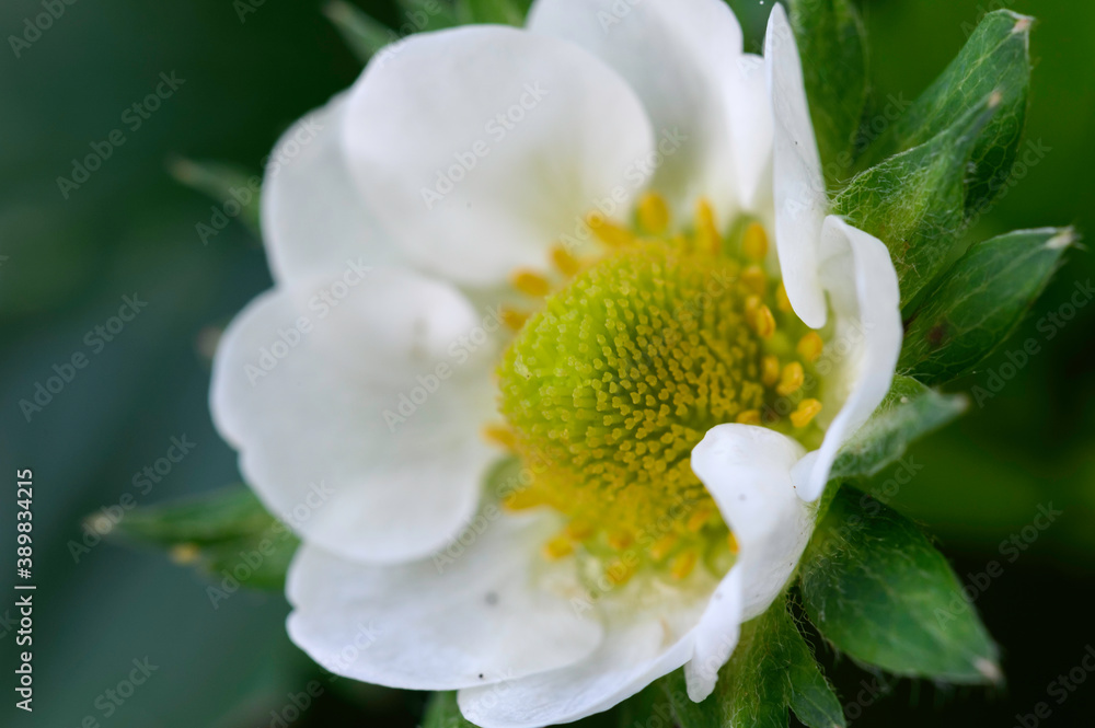 Fleur de fraisier