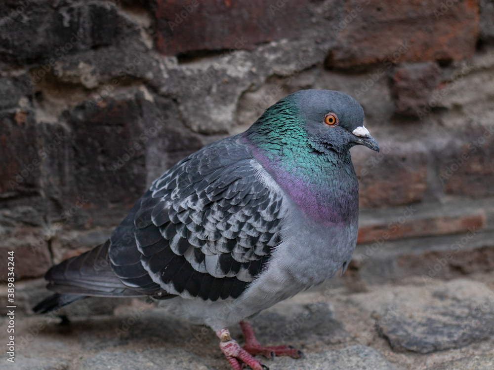 Obraz premium close up of a pigeon