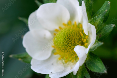 Obraz na płótnie Fleur de fraisier w salonie