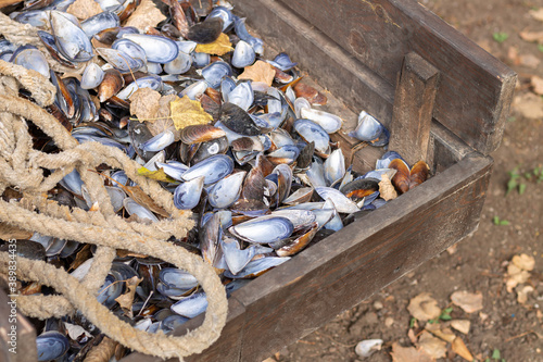 Empty sea mussel shells on wooden box photo