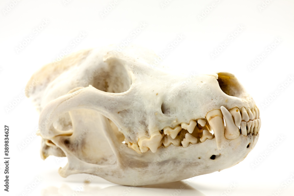 Skull of a trophy wolf Skull of a trophy wolf
