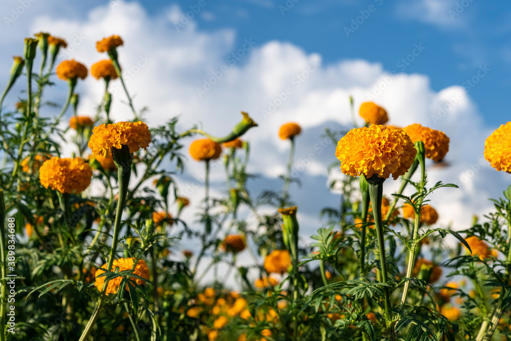 Group of orange color Marigold blooming