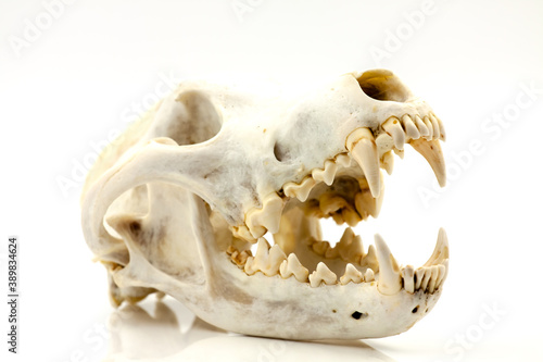 Skull of a trophy wolf