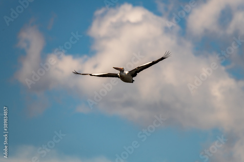 Puffy clouds and flying pelican