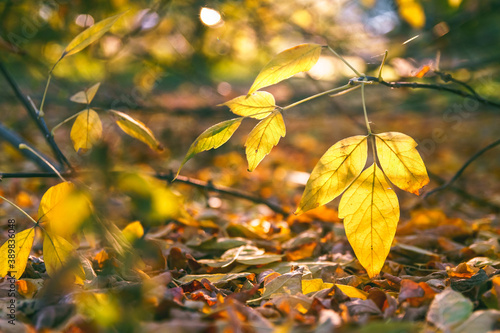 October mood. Yellow leaves on tree branch  close up  soft selective focus. Mid autumn.
