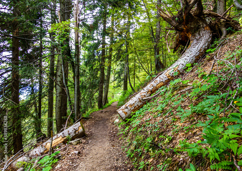 old footpath at the european alps