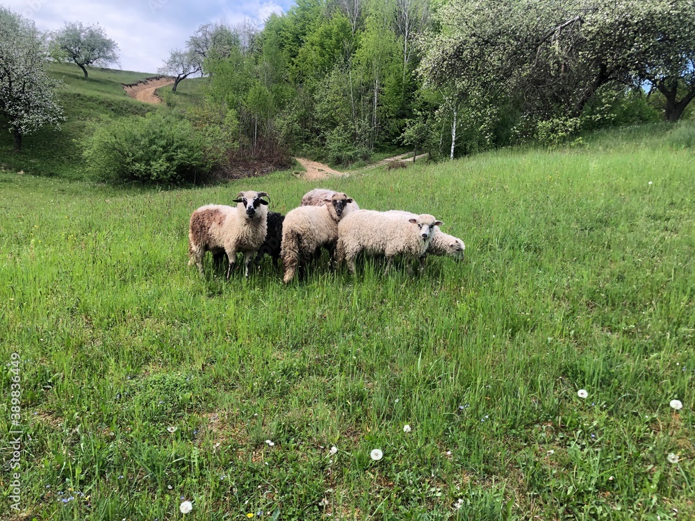 Obraz premium sheep in the field