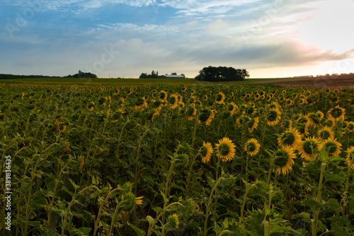 sunflower field in the country with cloud and blue sky