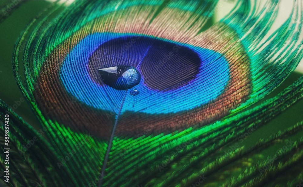 Obraz premium peacock feather close up
