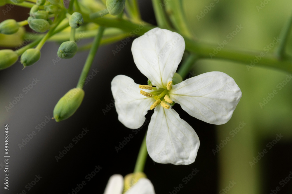 Fleur de chou