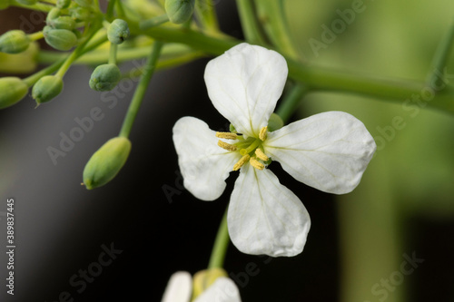 Fleur de chou