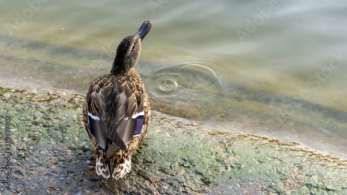 Beautiful duck on the lake in autumn