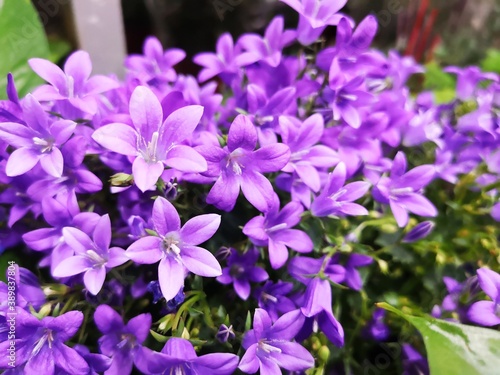 Flores violetas en Jardín,España