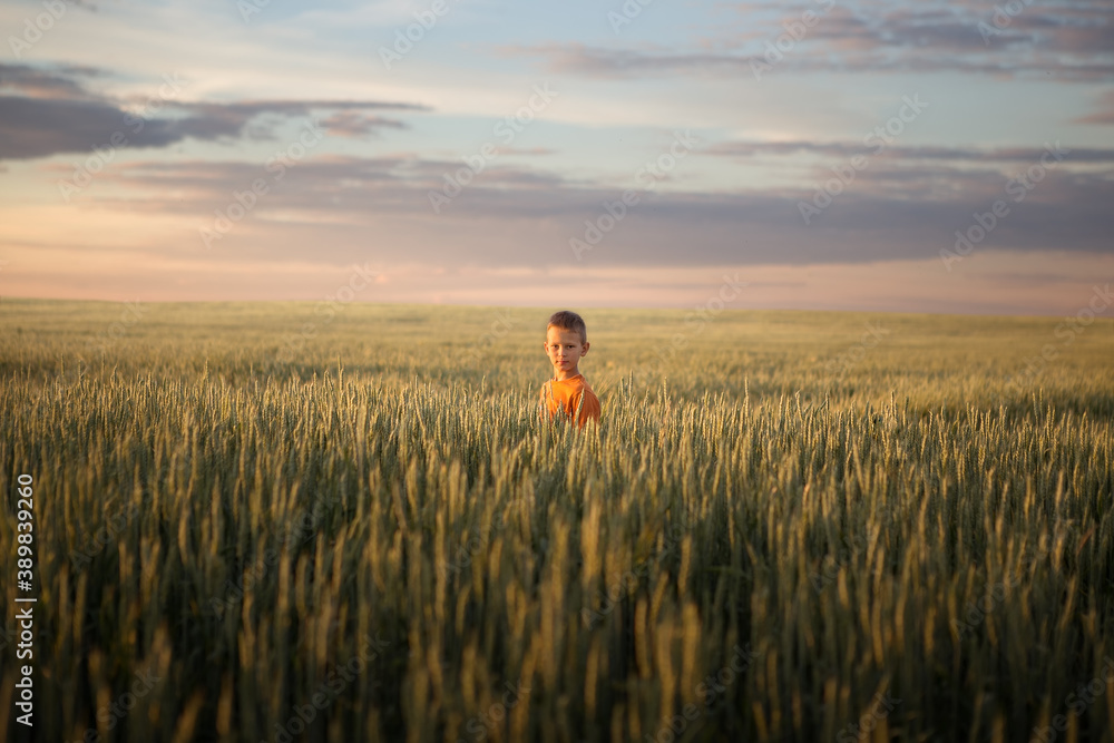 Fototapeta premium child in a wheat field at sunset