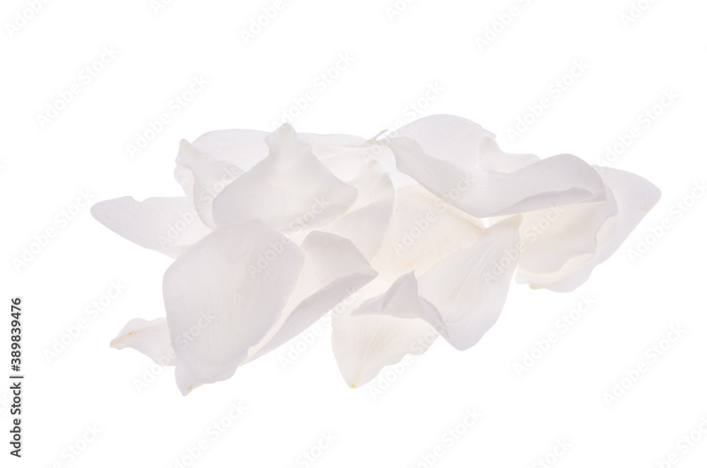 white rose petals isolated white rose petals isolated