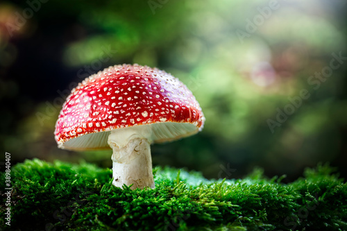 Murais de parede Fly Agaric red and white poisonous mushroom or toadstool background in the fores