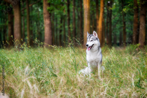 Fototapeta Naklejka Na Ścianę i Meble -  A young Siberian Husky sitting in a green gress in a forest. She has amber eyes, grey and white fur. There are a lot of trees with brown trunks in the background.