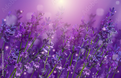 Violet lavender field. Flowers lavender and sunset glitter over. Blooming Violet fragrant lavender flowers. Illustration with for perfumery, health products, wedding. France. Vector illustration