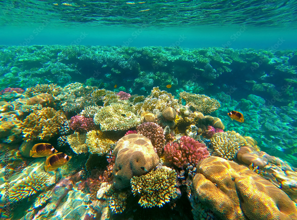 Naklejka premium Underwater world. Coral fishes of Red sea.