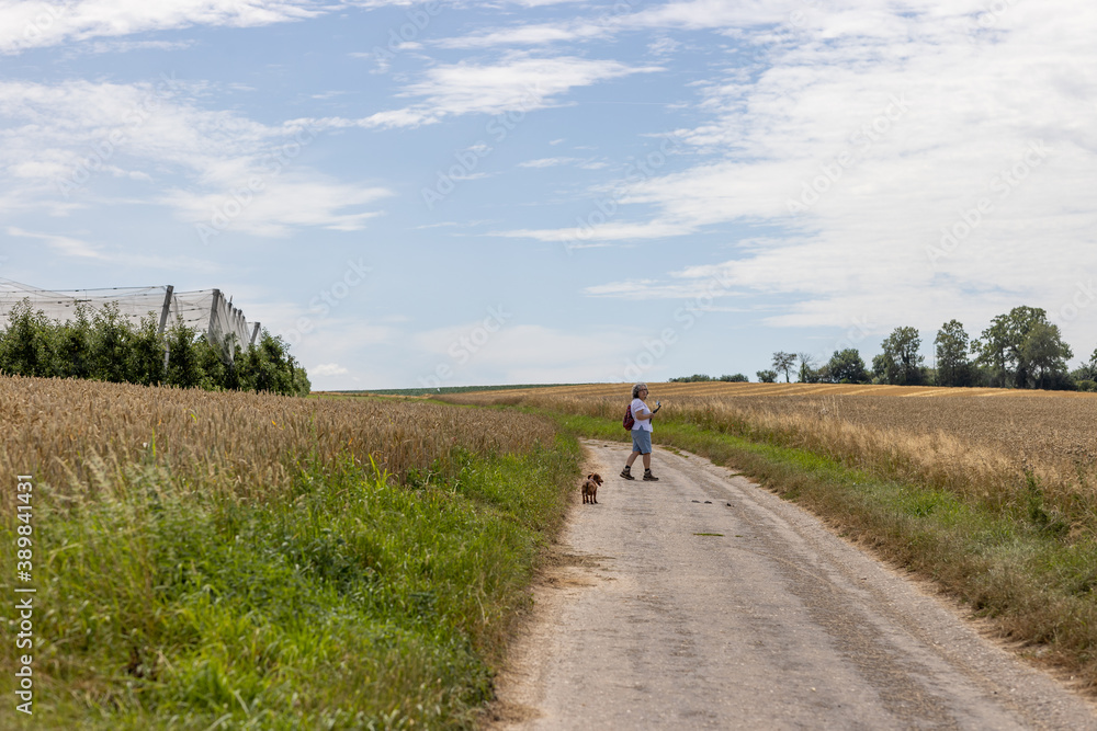 Mature woman with her dog on a rural footpath between farmland and filming with her holding gimbal mobile phone tripod head stabilizer, sunny day in South Limburg, Netherlands