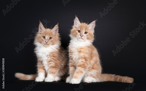 Two adorable fluffy Maine Coon cat kittens, sitting together beside each other. Looking towards camera. Isolated on black background. © Nynke
