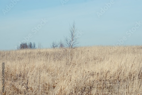 a small tree among the dried grass in spring