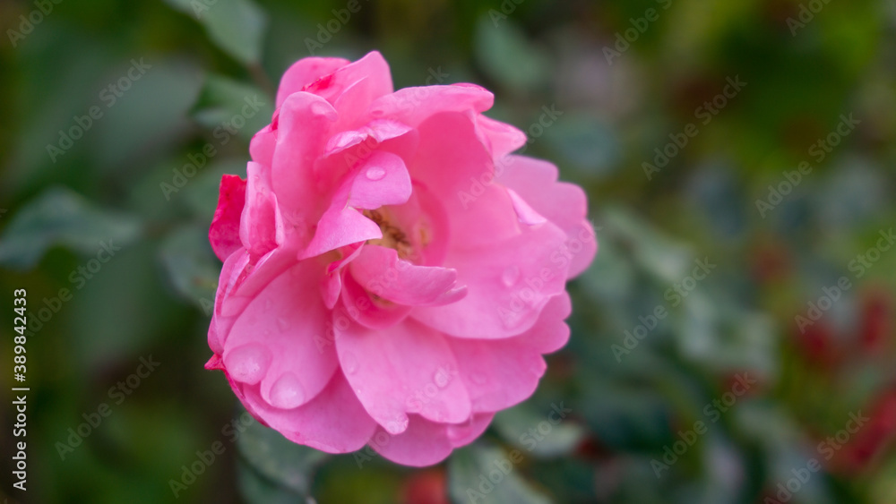 Image of beautiful fresh rose in Andalusia