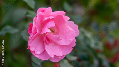 Image of beautiful fresh rose in Andalusia