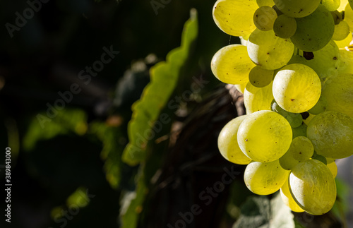 Cluster of grapes up close. photo