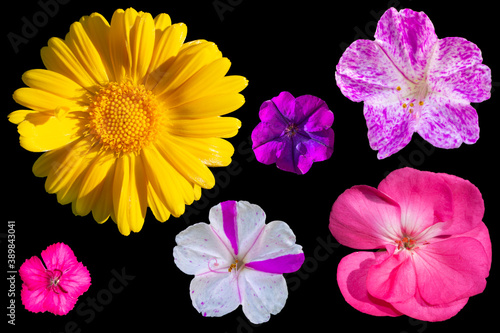 Flores de jardín de colores photo