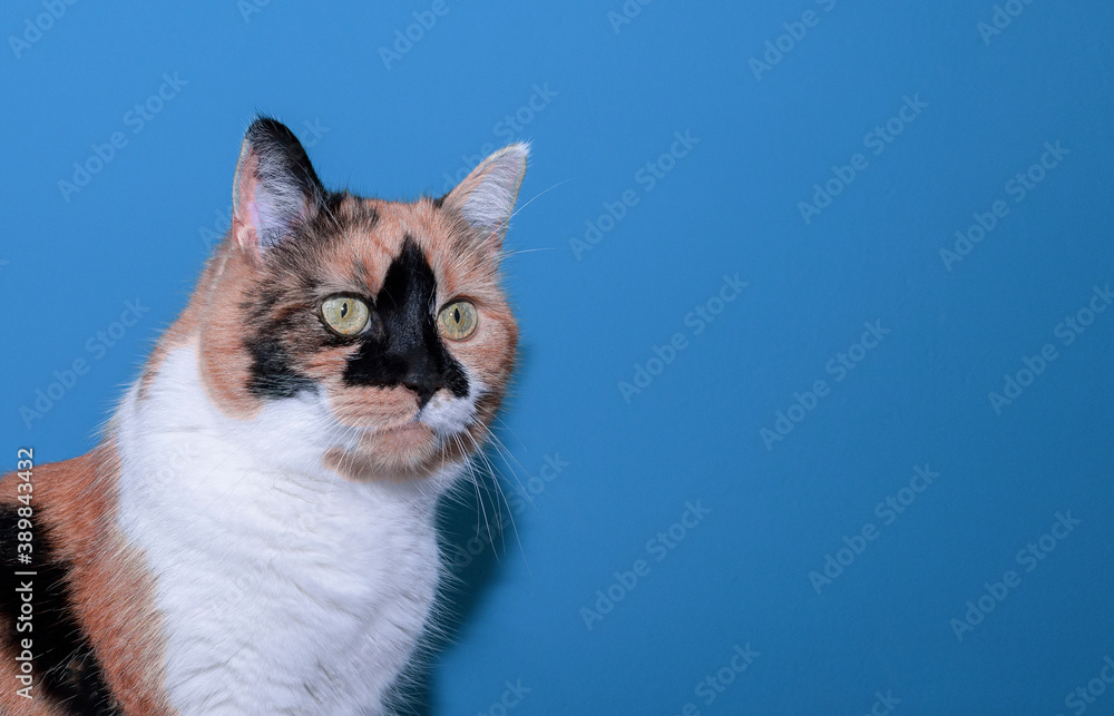 Cat with black-red color on the background color-teal.