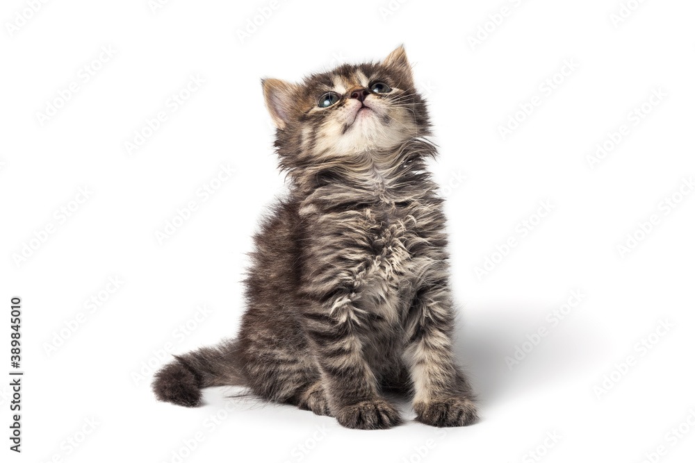 Cute little striped kitten isolated on white background