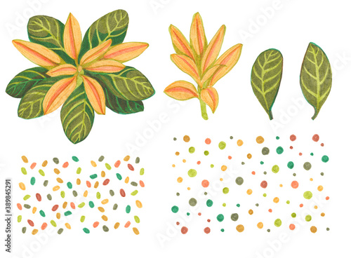 A set of drawings with felt-tip pens orange flower with green striped leaves, half-open bud. photo