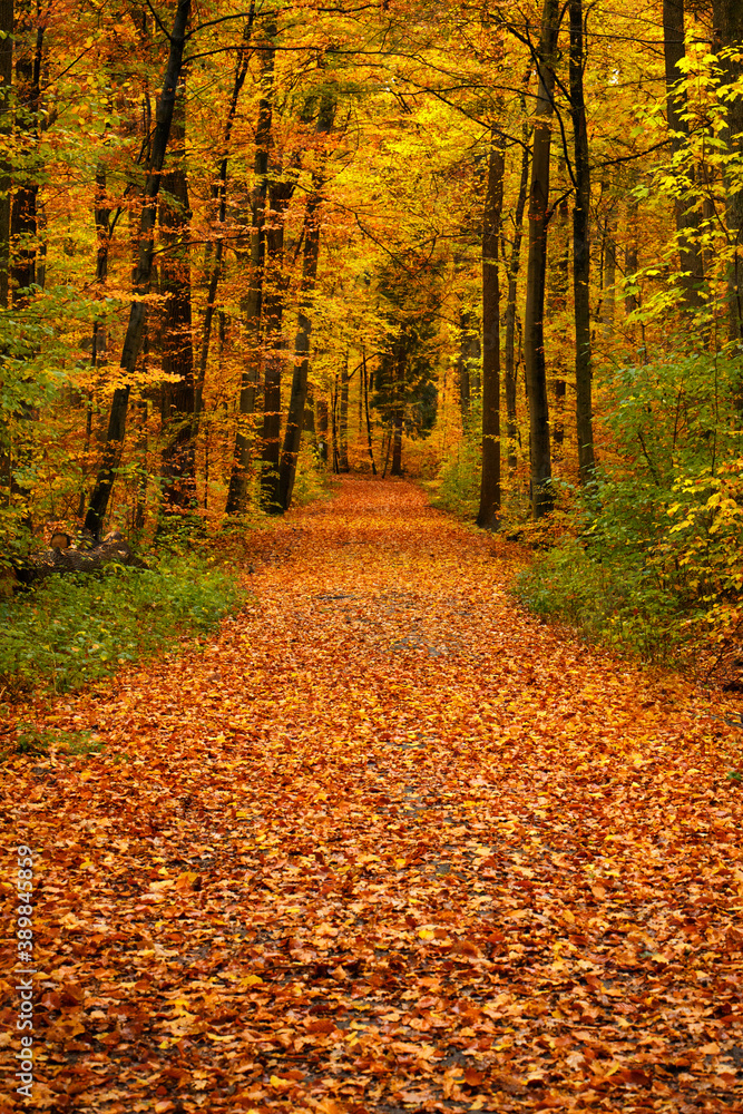 A forest decorated in autumn and in the middle of it a walkway.