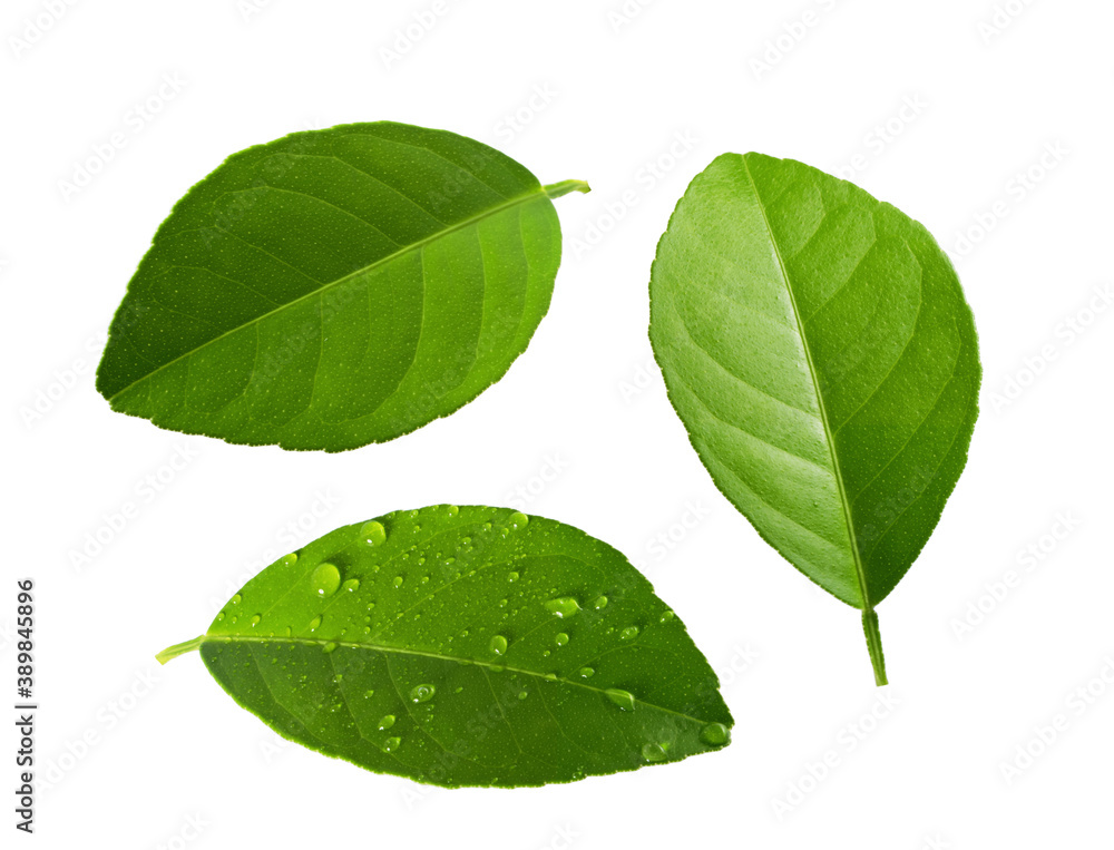 Fototapeta premium Citrus leaves isolated on white background without shadow