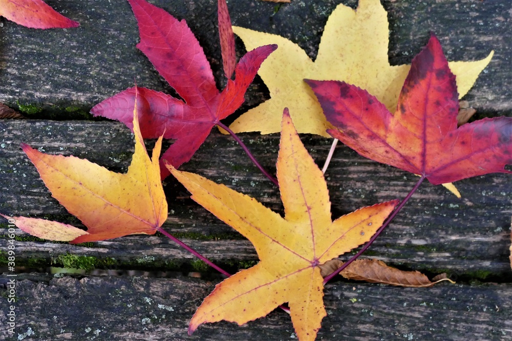 Colorful autumn leaves on the wooden bench Colorful autumn leaves on the wooden bench