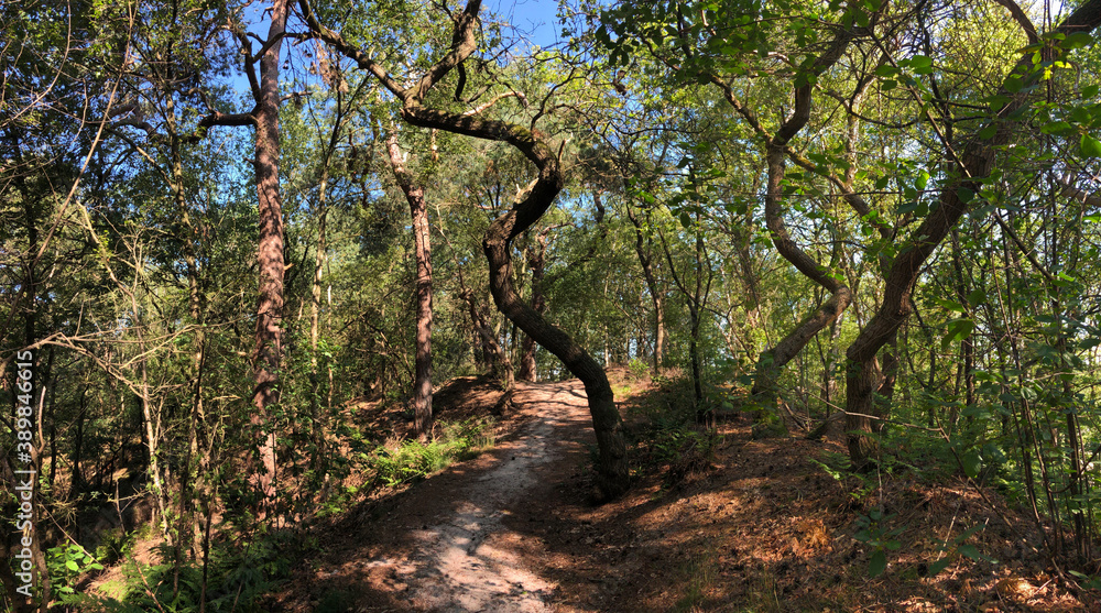 Fototapeta premium Path through the forest around Beerze