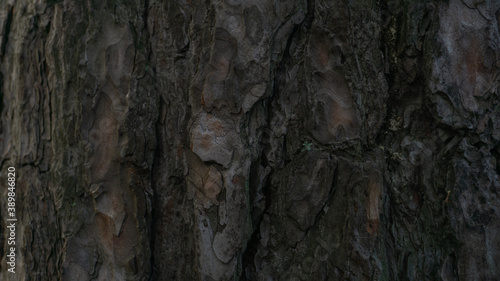 Beautiful old tree bark close-up