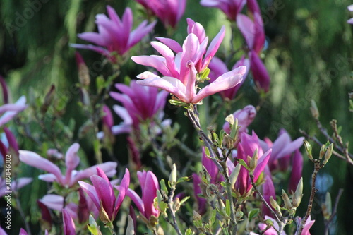 Magnolie
