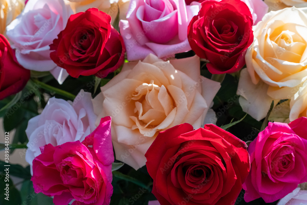 秋の薔薇 秋の薔薇