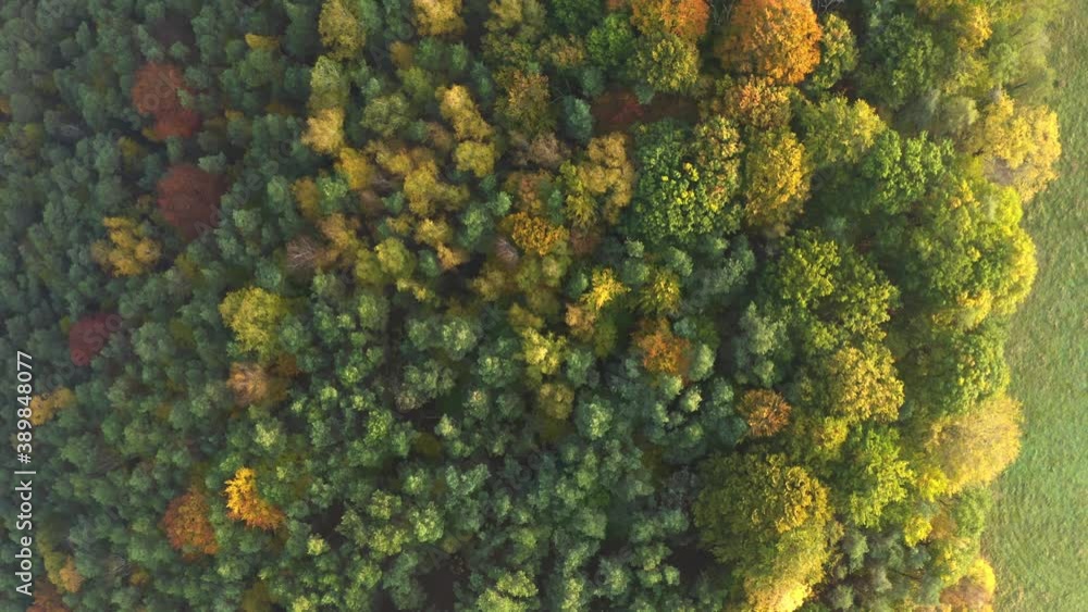 aerial flight over colorful, moody trees in Saxon Switzerland, Germany
aerial flight over colorful, moody trees in Saxon Switzerland, Germany